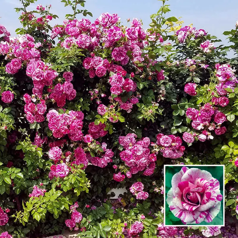 Fly So High™ Climbing Rose