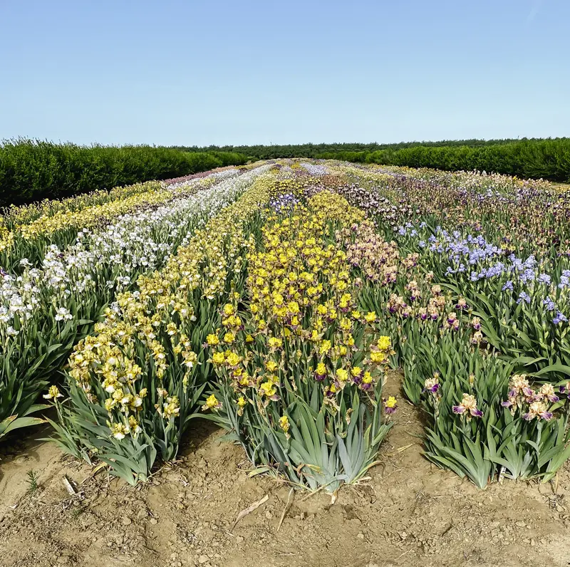 Foolish Dreamer Bearded Iris - Image 2