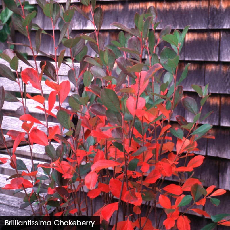 For the Birds Shrub Collection - Image 2
