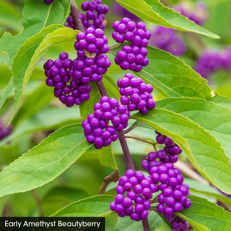 For the Birds Shrub Collection - Image 3