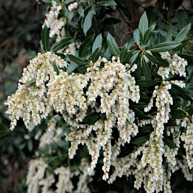 Forest Flame Pieris - Image 2