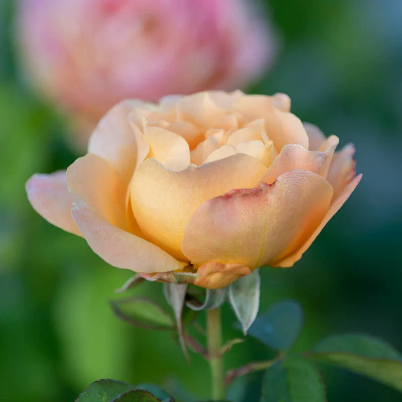 Forever Amber™ Floribunda Rose - Image 10