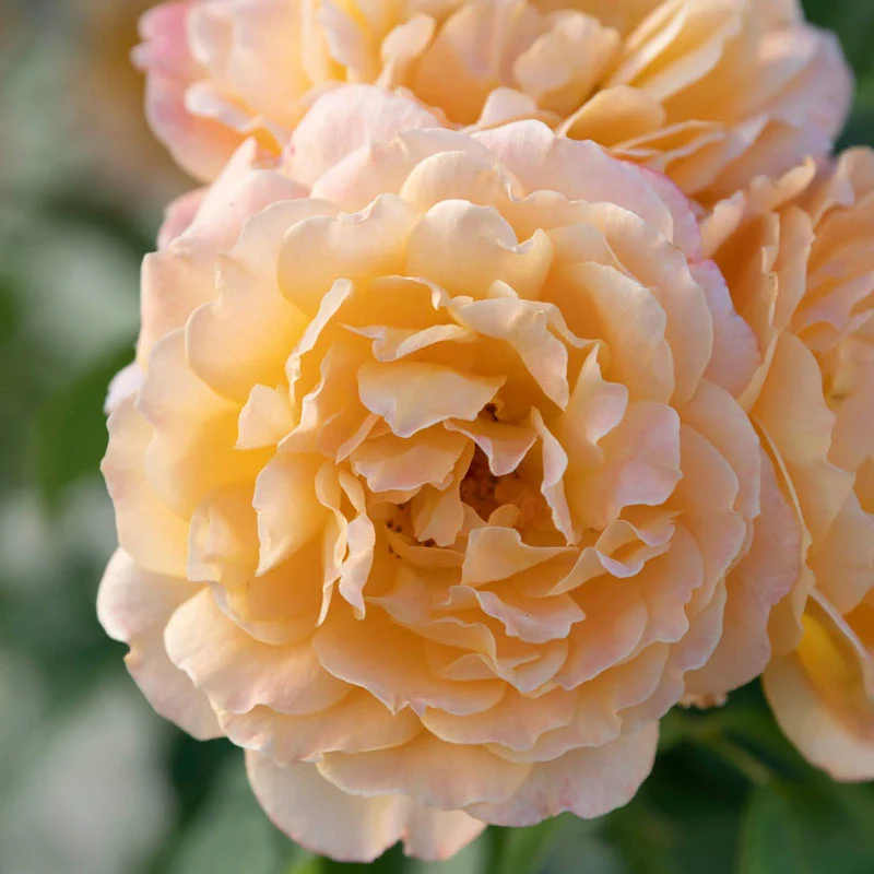 Forever Amber™ Floribunda Rose - Image 11