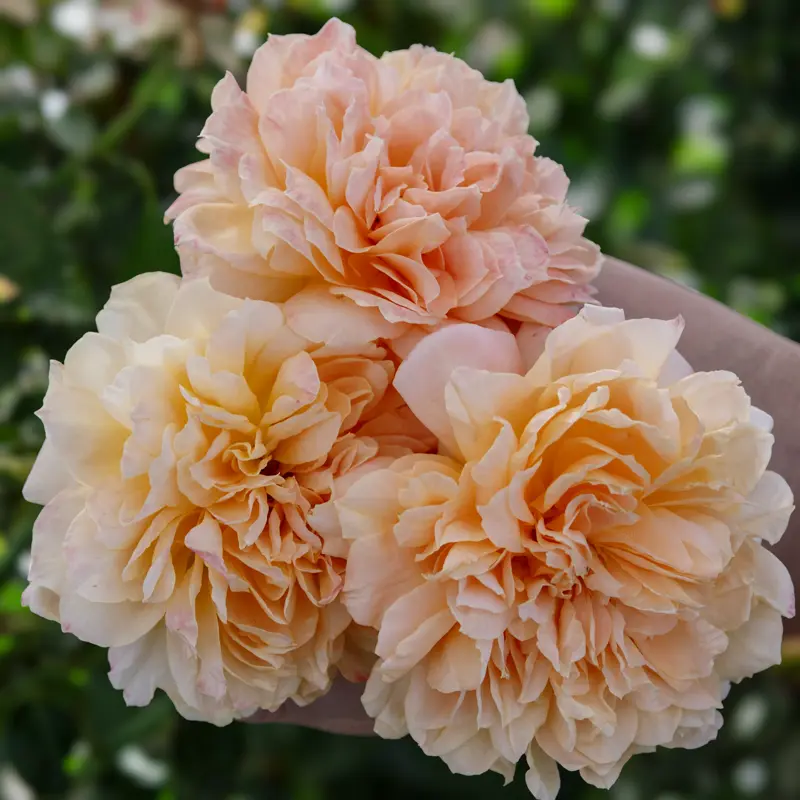 Forever Amber™ Floribunda Rose - Image 12