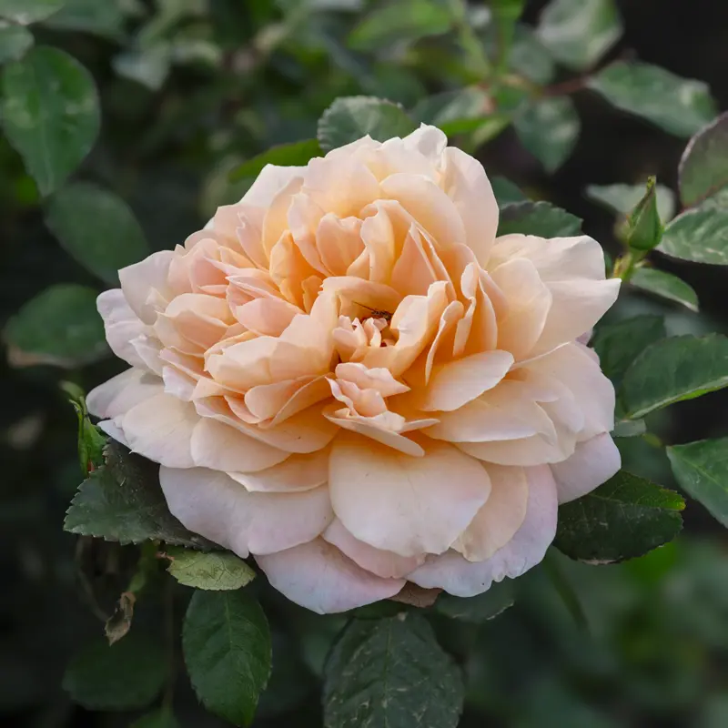 Forever Amber™ Floribunda Rose - Image 13