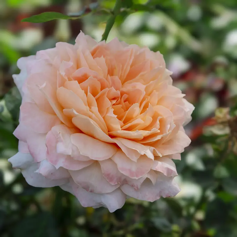 Forever Amber™ Floribunda Rose - Image 14