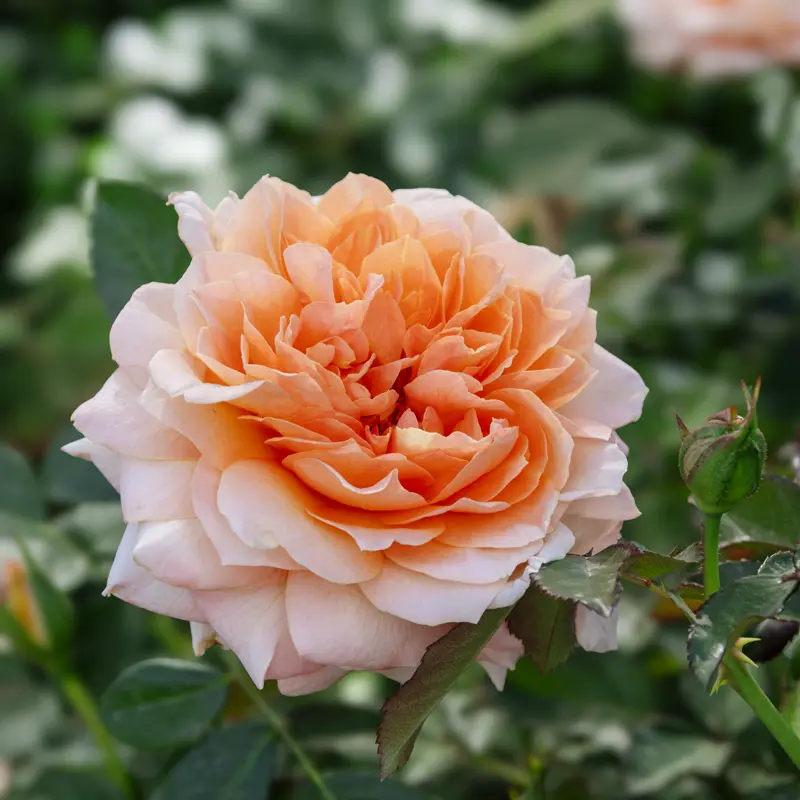 Forever Amber™ Floribunda Rose - Image 15