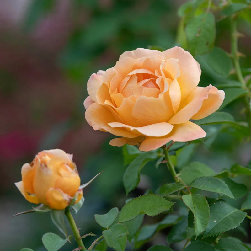 Forever Amber™ Floribunda Rose - Image 5