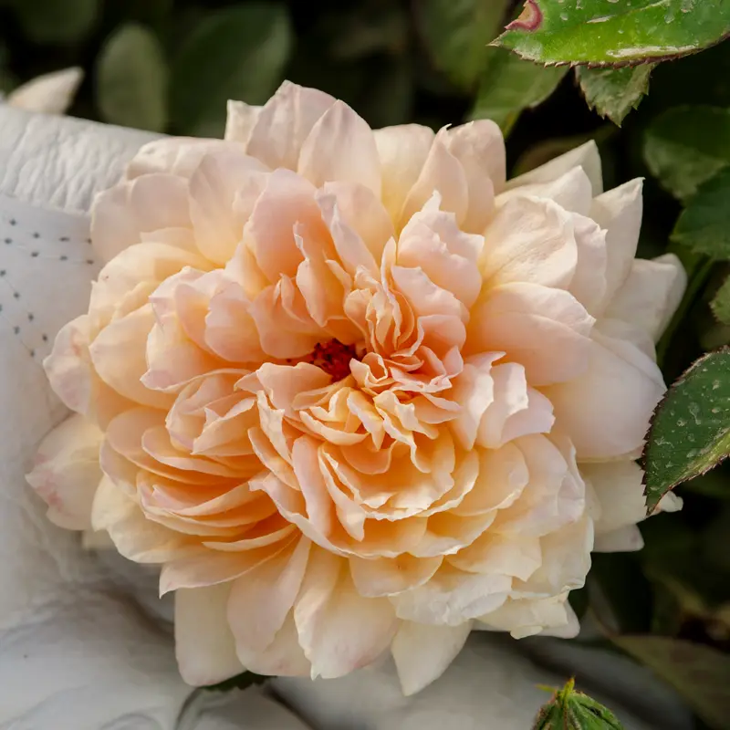 Forever Amber™ Floribunda Rose - Image 6