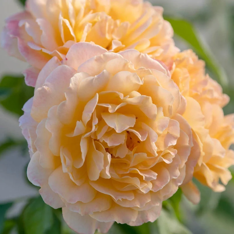 Forever Amber™ Floribunda Rose - Image 8