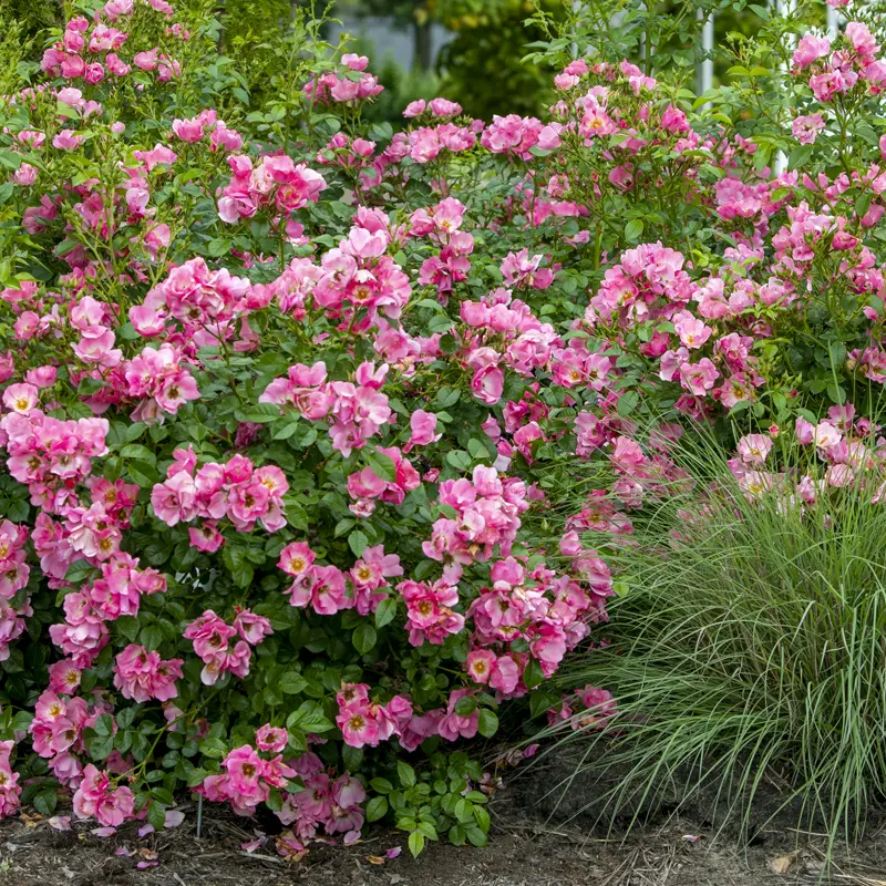 Forever & Ever® Pink Shrub Rose - Image 3