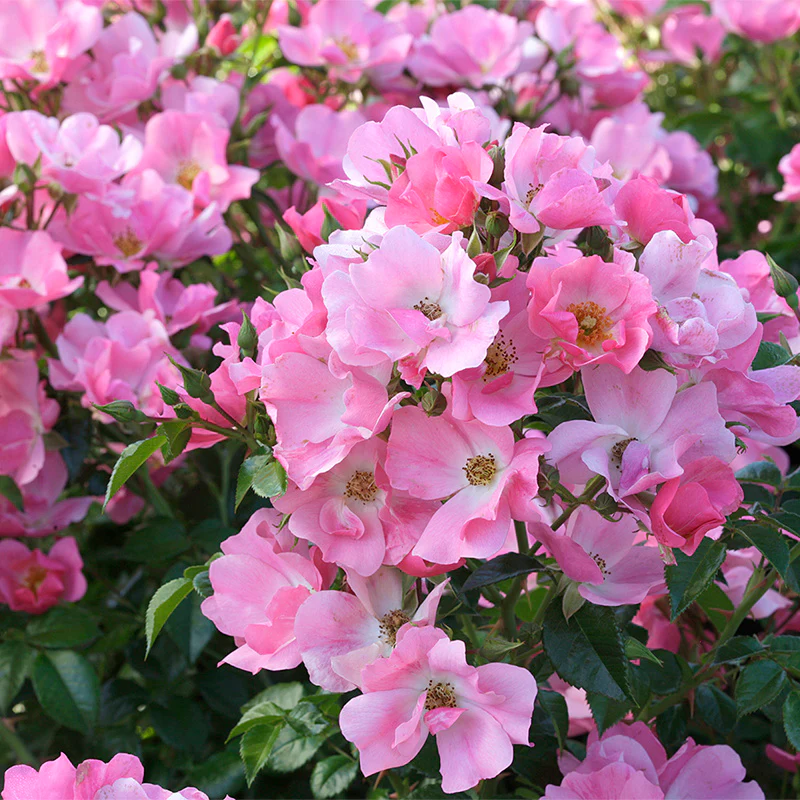 Forever & Ever® Pink Shrub Rose - Image 4