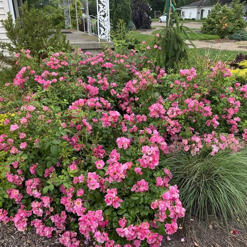Forever & Ever® Pink Shrub Rose - Image 5