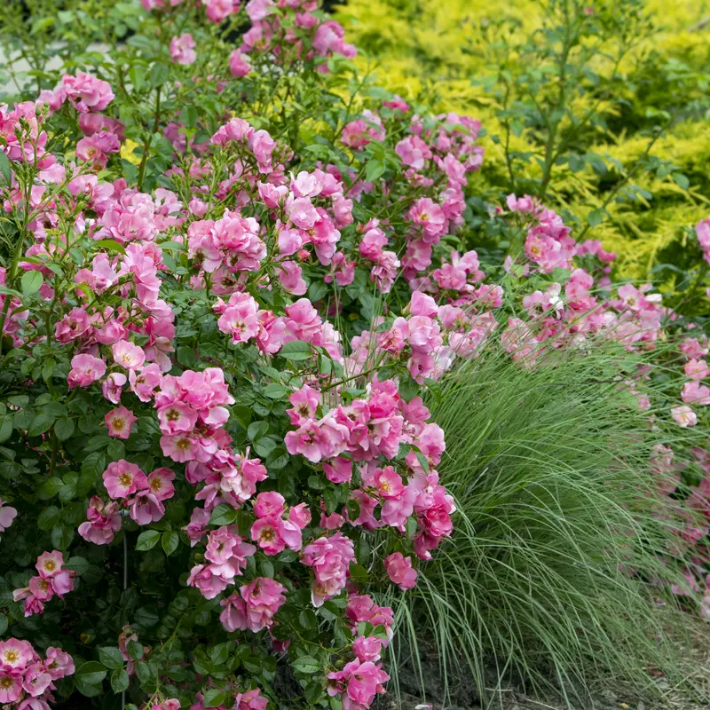 Forever & Ever® Pink Shrub Rose - Image 6
