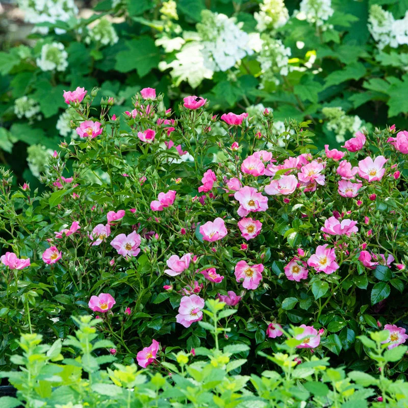 Forever & Ever® Pink Shrub Rose - Image 7
