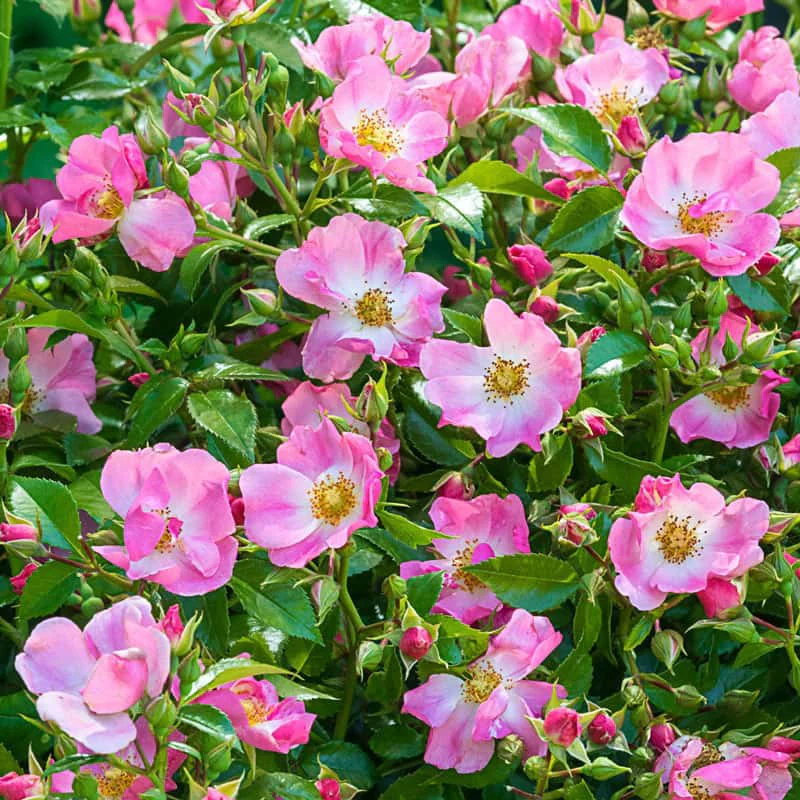 Forever & Ever® Pink Shrub Rose - Image 8