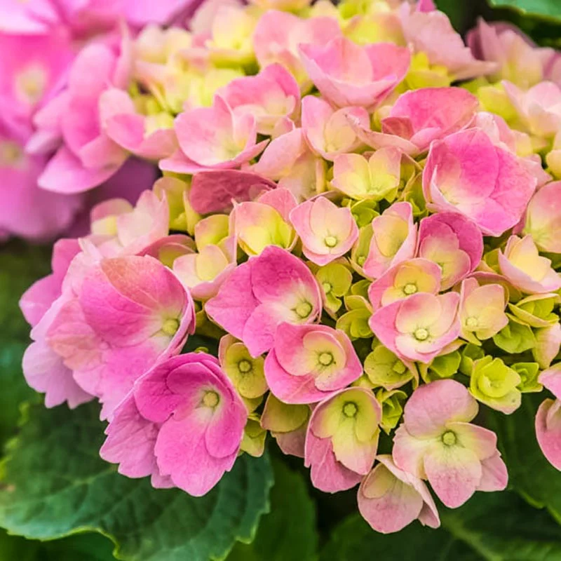 Early Sensation Hydrangea