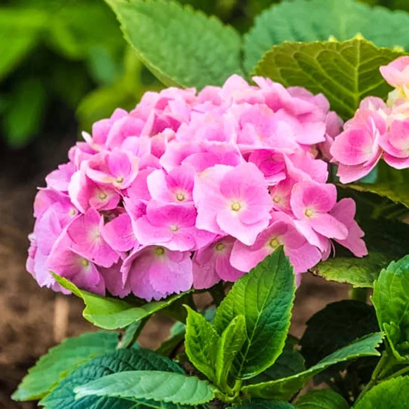 Early Sensation Hydrangea - Image 2
