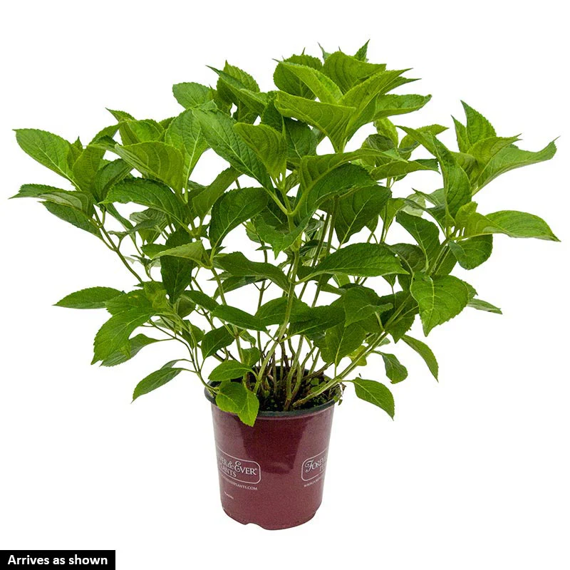 Early Sensation Hydrangea - Image 3