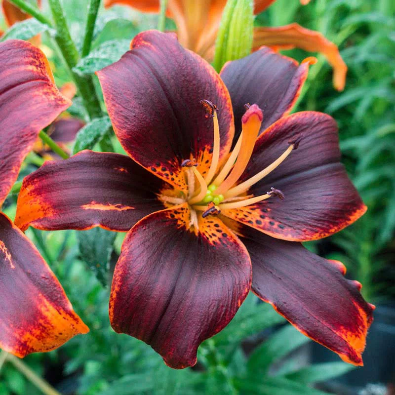 Forever Susan Asiatic Lily - Image 3