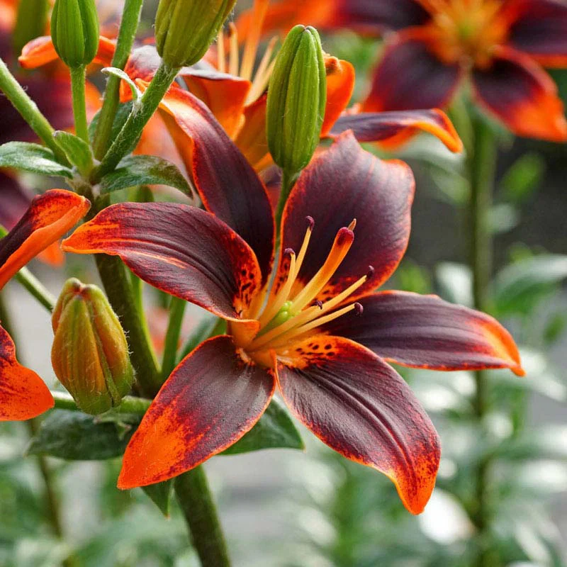 Forever Susan Asiatic Lily - Image 4
