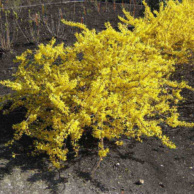 Forsythia Magical® Gold - Image 2
