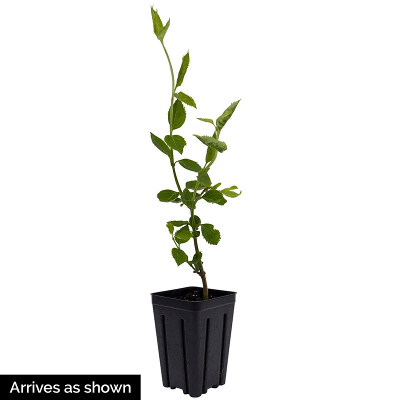 Forsythia Magical® Gold - Image 3