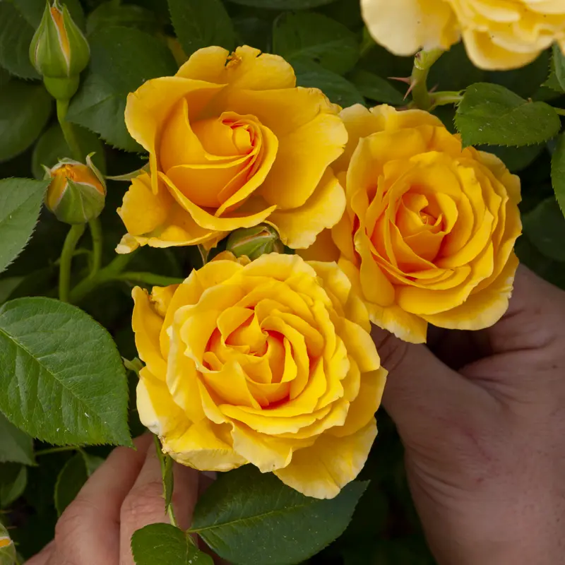 Doris Day™ Floribunda Fortuniana Rose - Image 2