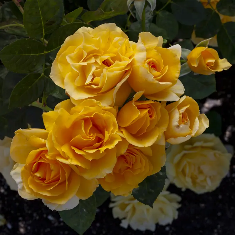 Doris Day™ Floribunda Fortuniana Rose - Image 3