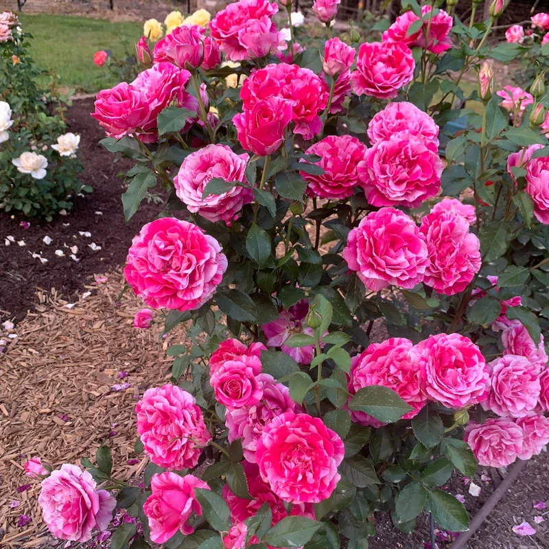 Parade Day Grandiflora Rose - Image 3