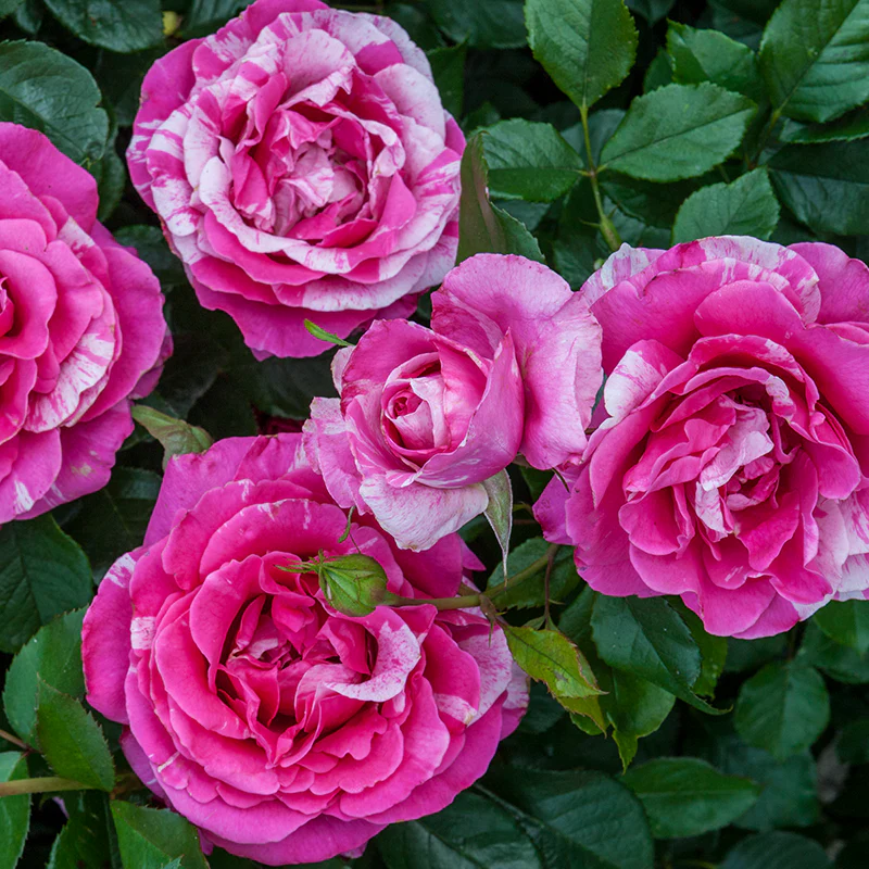 Parade Day Grandiflora Rose - Image 4