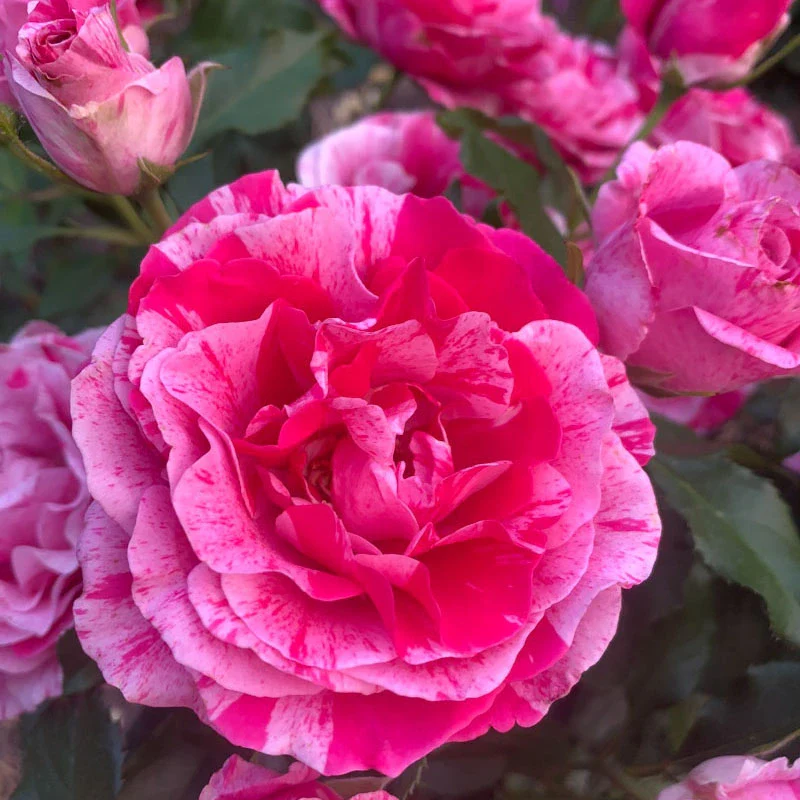 Parade Day Grandiflora Rose - Image 5