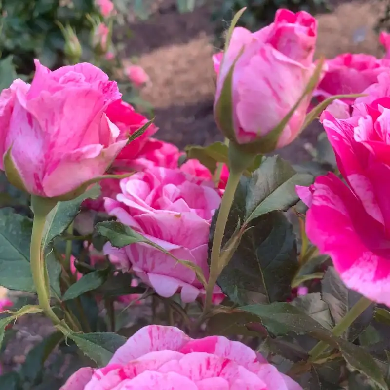 Parade Day Grandiflora Rose - Image 6