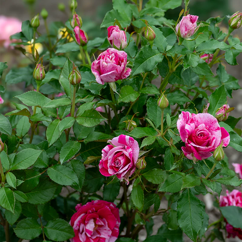 Parade Day Grandiflora Rose - Image 7