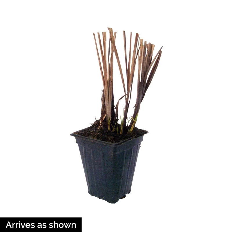 Fox Trot Fountain Grass - Image 2