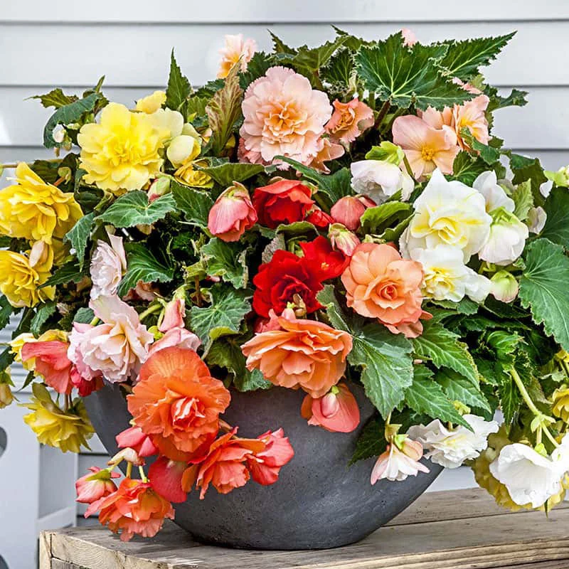 Fragrant Begonia Mix - Image 2