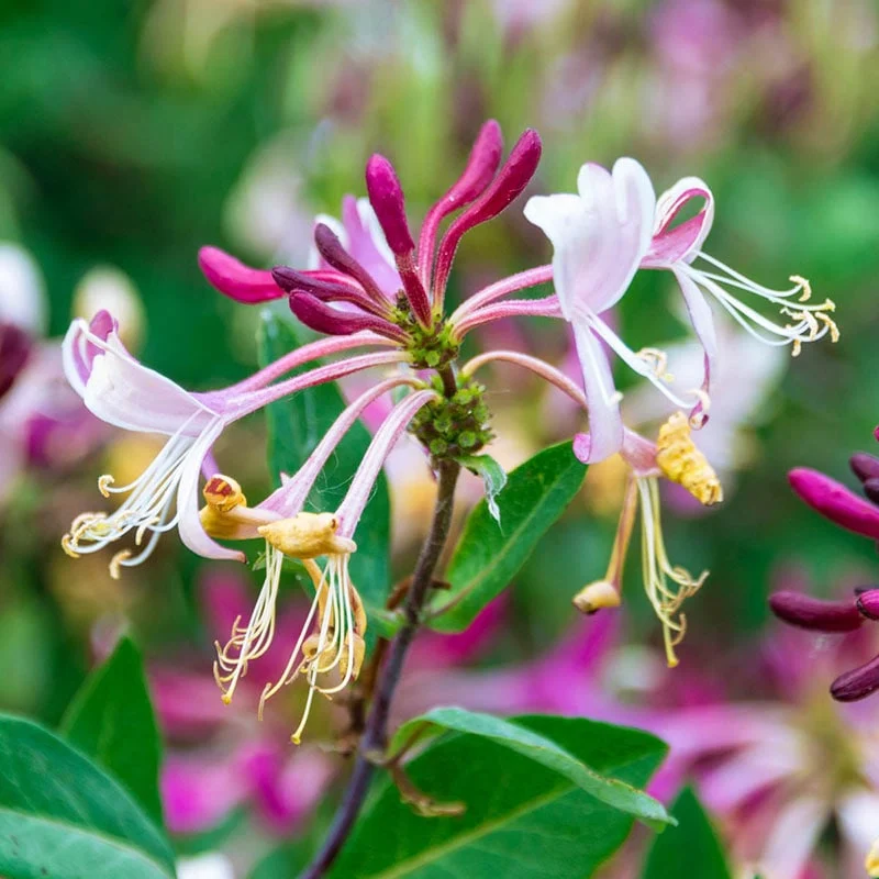 Fragrant Cloud Honeysuckle - Image 3