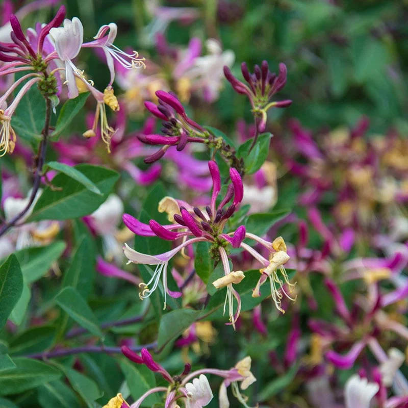 Fragrant Cloud Honeysuckle - Image 4