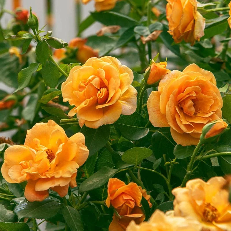 Freedom Rose Sampler - Image 10