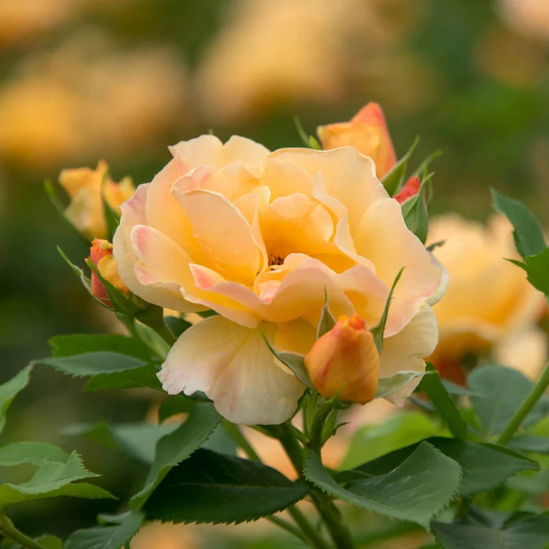 Freedom Rose Sampler - Image 11