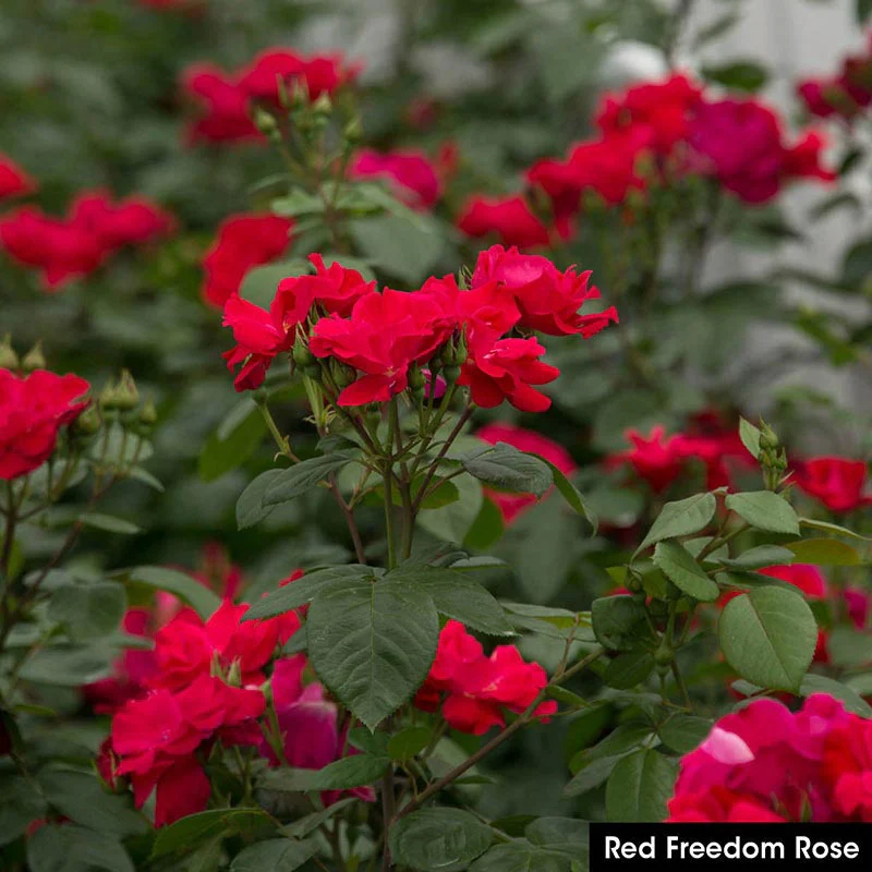 Freedom Rose Sampler - Image 5