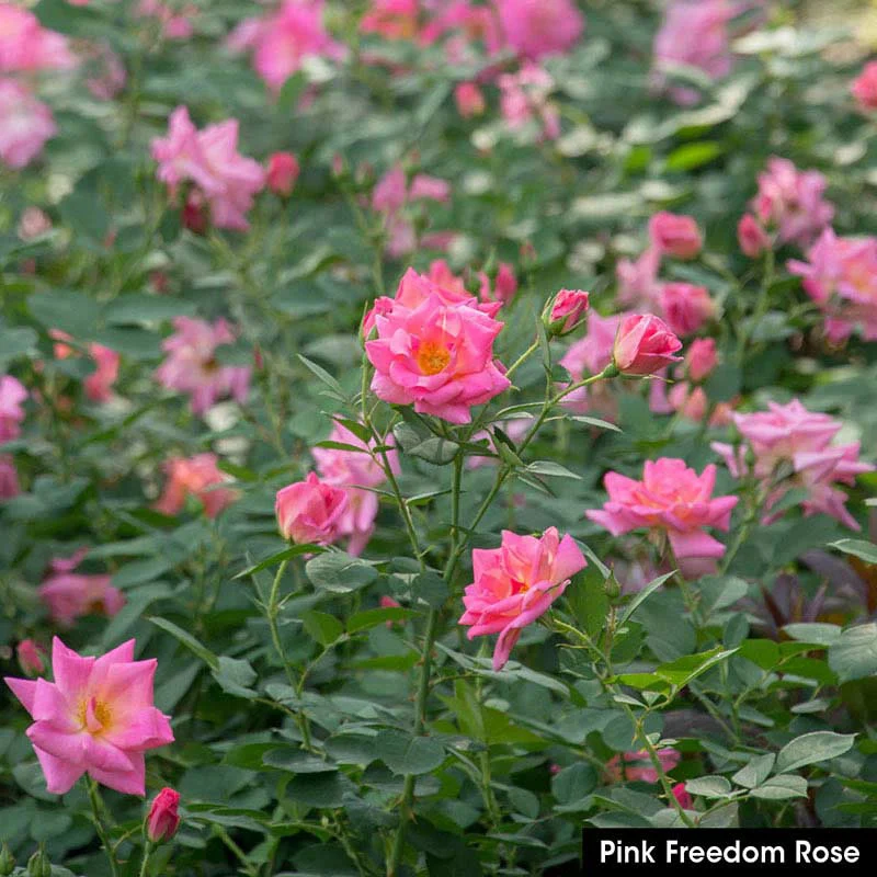 Freedom Rose Sampler - Image 6