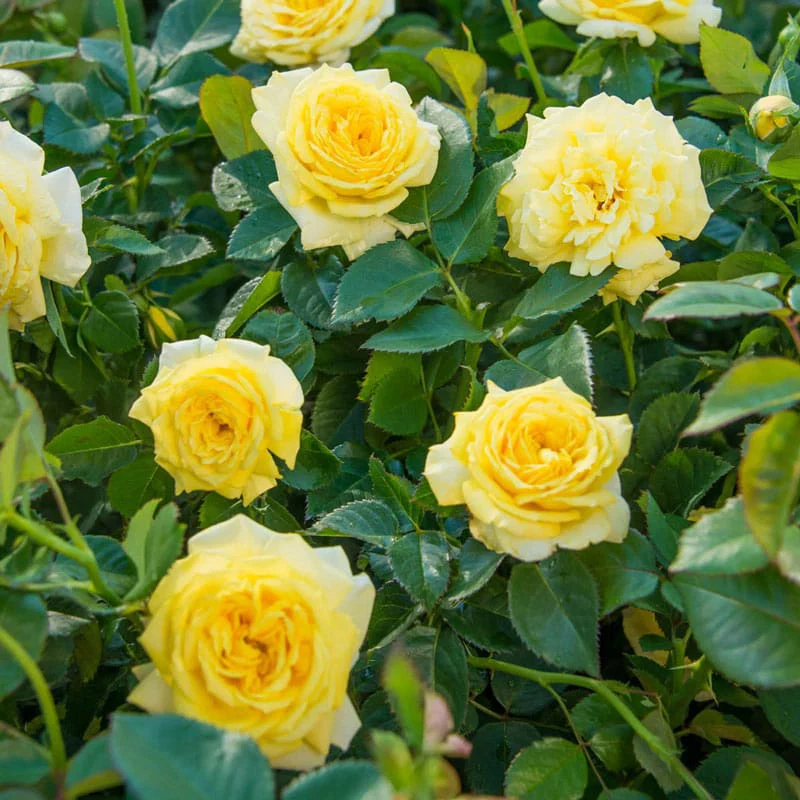 Freedom Rose Sampler - Image 7
