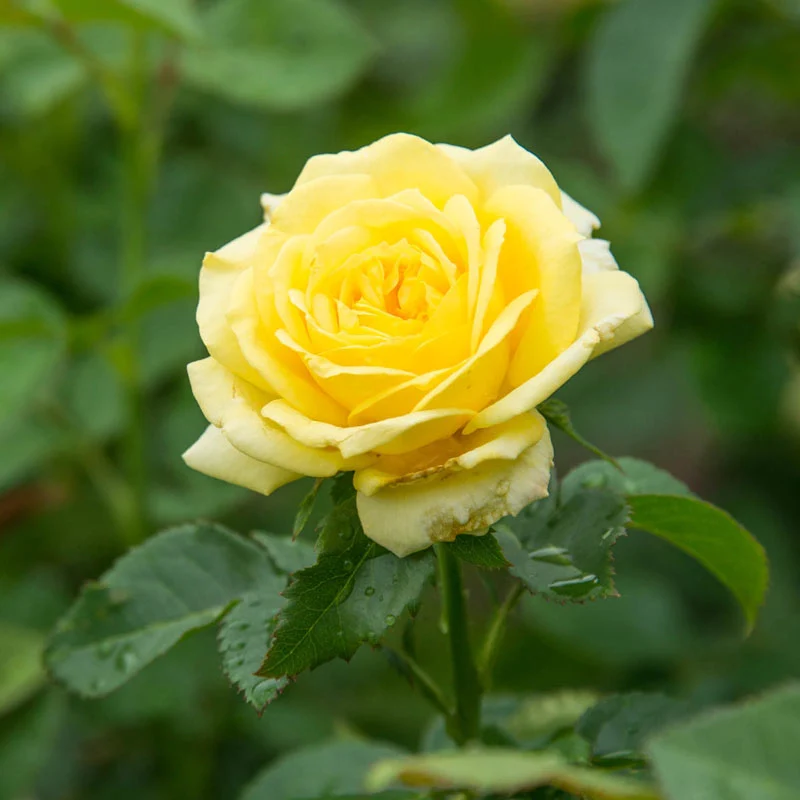 Freedom Rose Sampler - Image 8