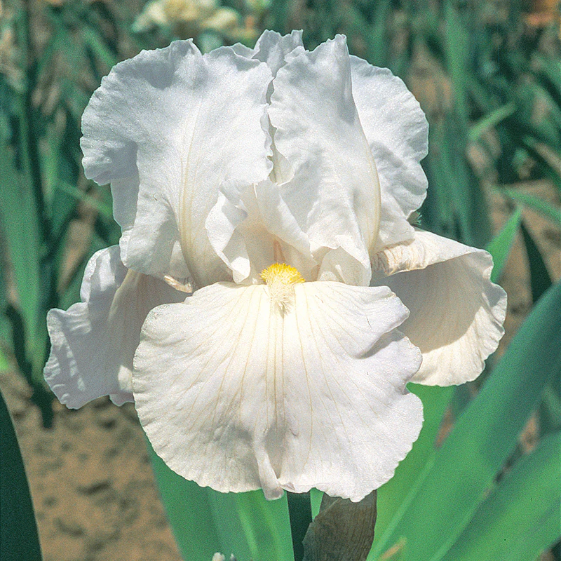 Frequent Flyer Reblooming Iris - Image 2