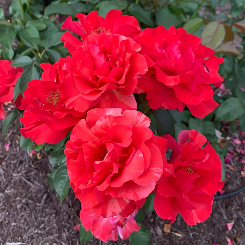 Frida Kahlo® Floribunda Rose - Image 10