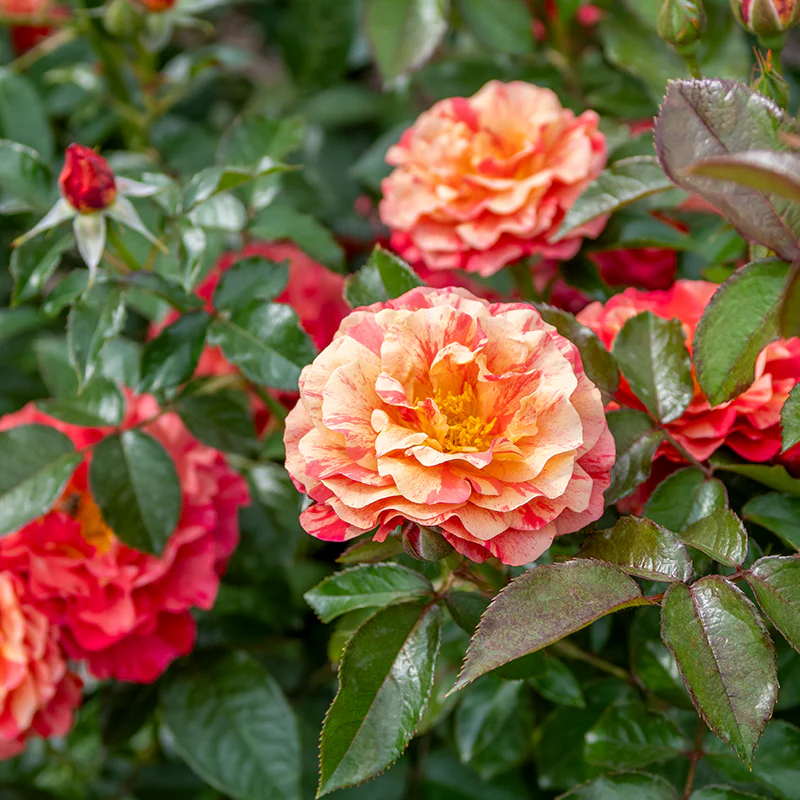 Frida Kahlo® Floribunda Rose - Image 3