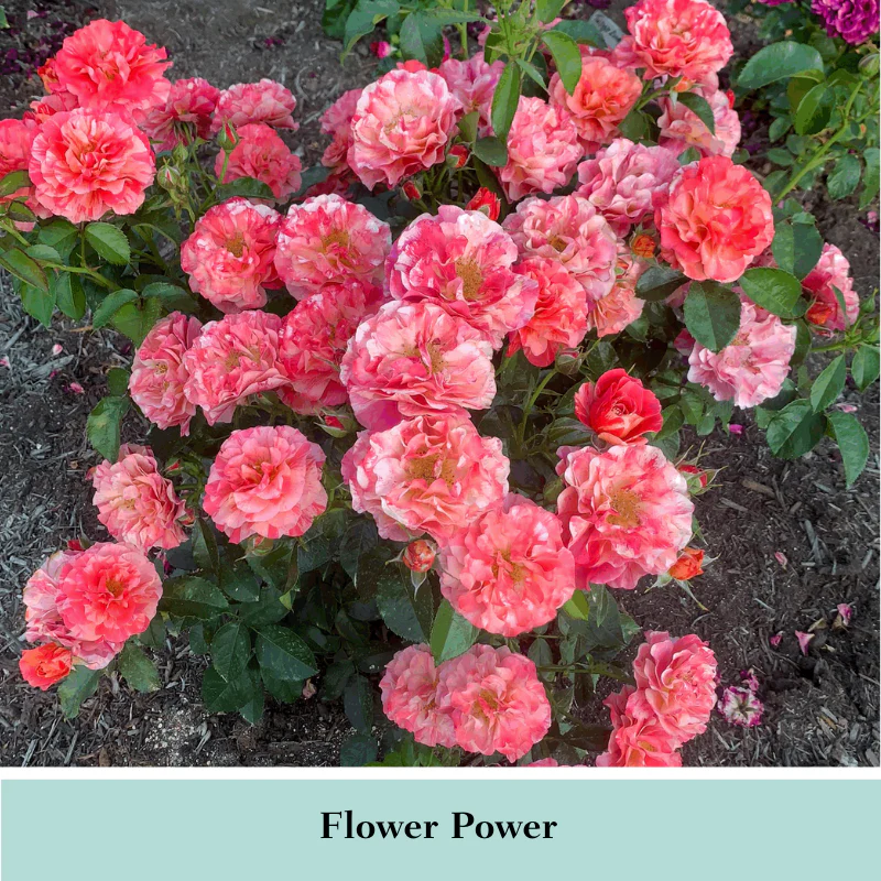 Frida Kahlo® Floribunda Rose - Image 4