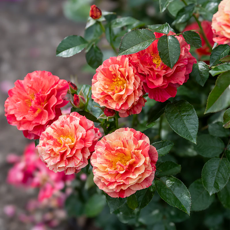 Frida Kahlo® Floribunda Rose - Image 5