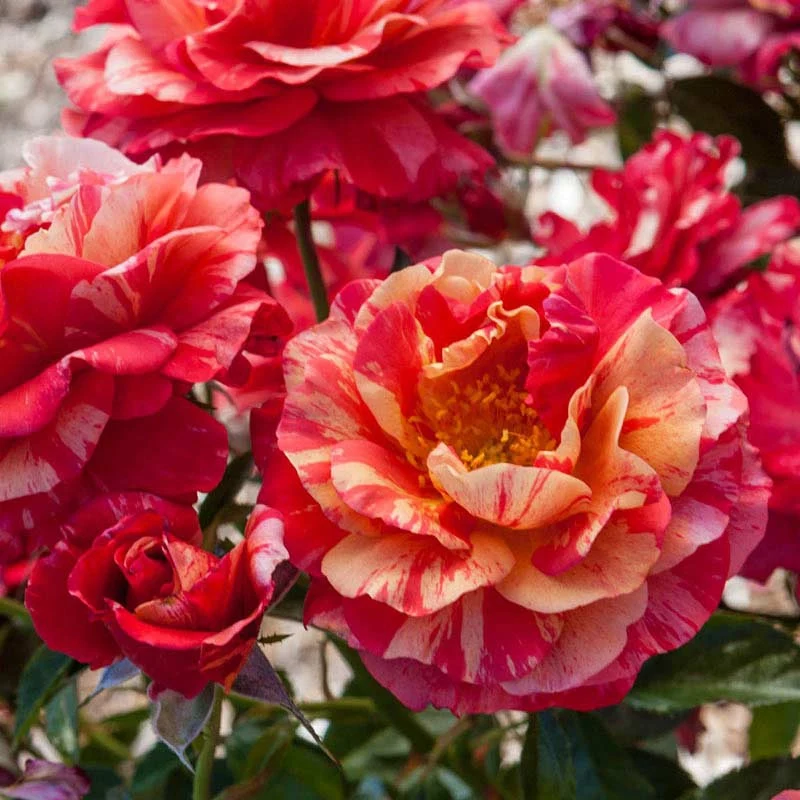 Frida Kahlo® Floribunda Rose - Image 6